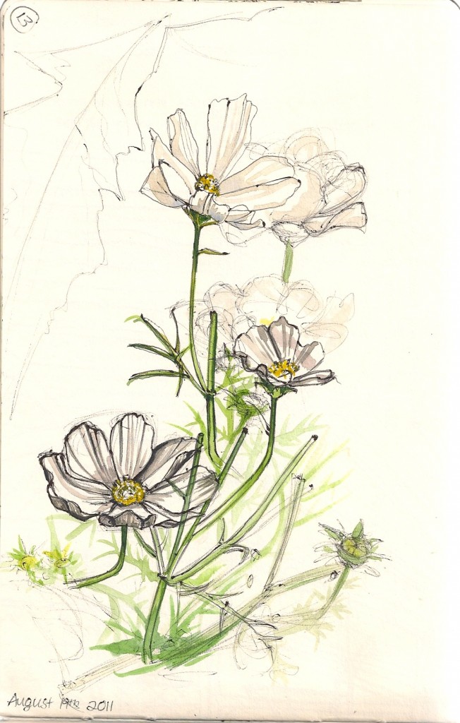ballpoint and watercolor sketch of white flowers
