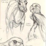 Tule Elk, Lear's MaCaw, Golden Eagle