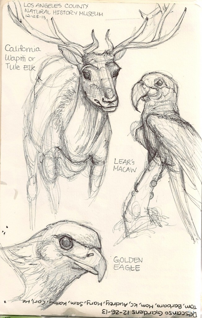 Tule Elk, Lear's MaCaw, Golden Eagle