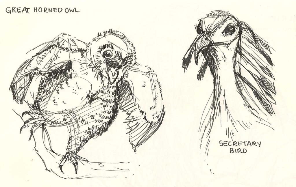 sketch of a baby great horned owl and a secretary bird.
