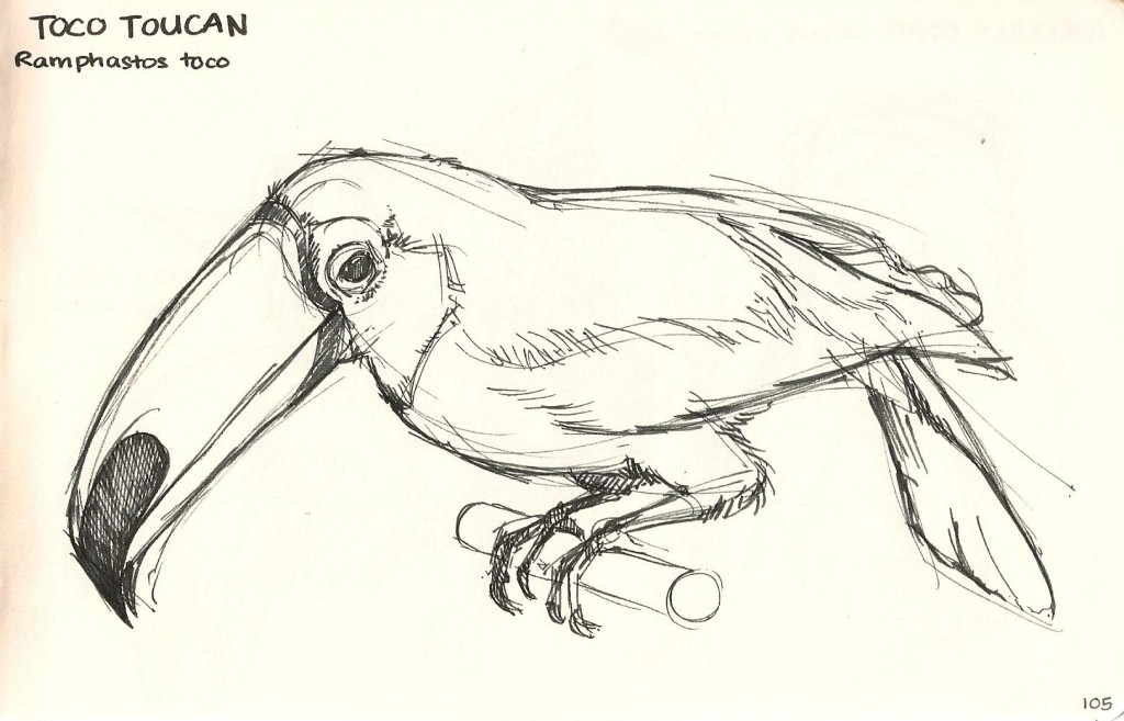 sketch of a Toucan from Natural History Museum.