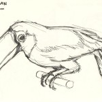 sketch of a Toucan from Natural History Museum.