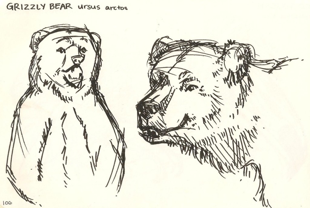 sketch of Grizzly bears at the Natural History Museum.