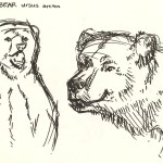 sketch of Grizzly bears at the Natural History Museum.