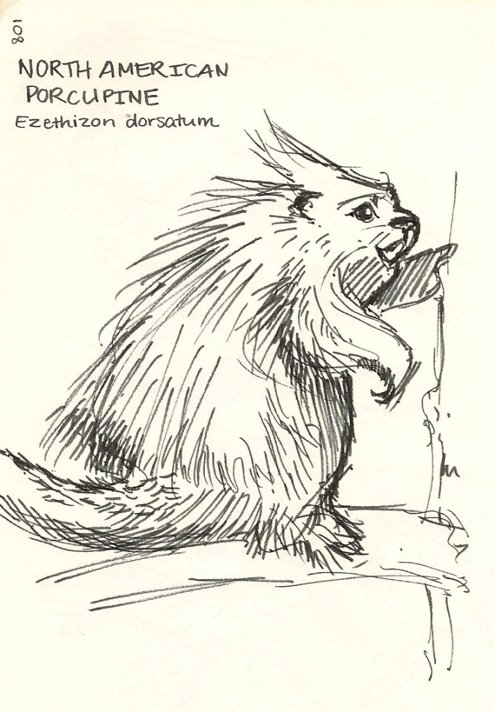 pen sketch of a porcupine from the Natural History Museum.