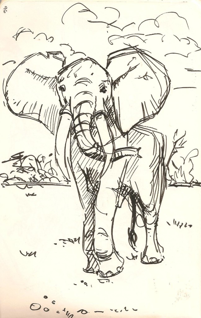 sketch of an Elephant at the Natural History Museum.