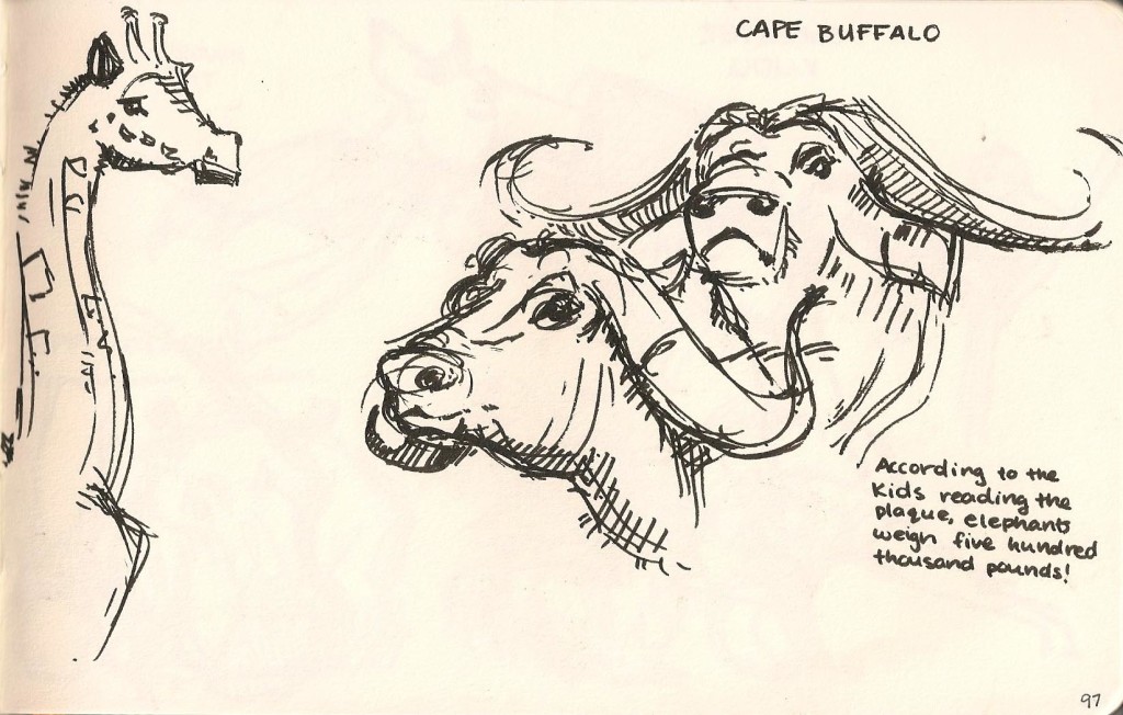 sketch of Cape Buffalo and a Giraffe from the Natural History Museum
