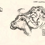 sketch of Cape Buffalo and a Giraffe from the Natural History Museum