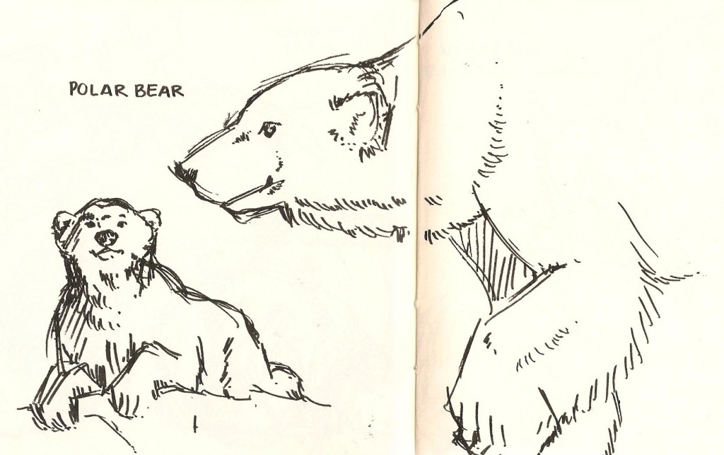 pen sketch of polar bears from Natural History Museum Los Angeles