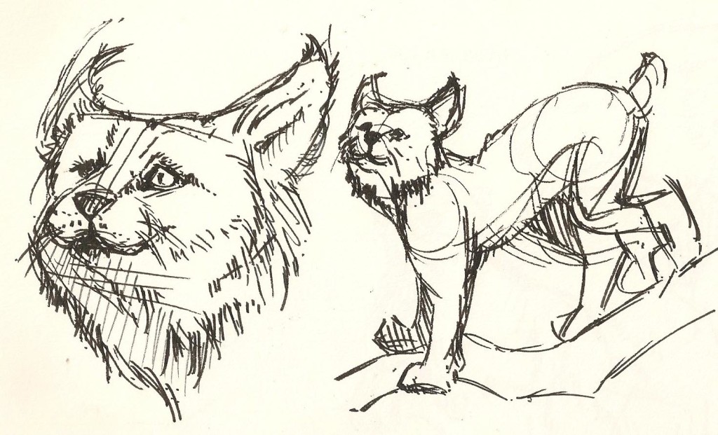 sketch of a lynx from the Natural History Museum