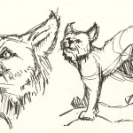 sketch of a lynx from the Natural History Museum