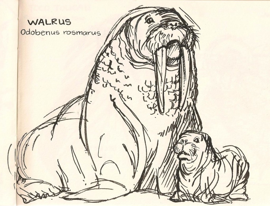 sketch of a walrus and baby from the Natural History Museum.