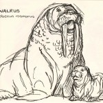sketch of a walrus and baby from the Natural History Museum.